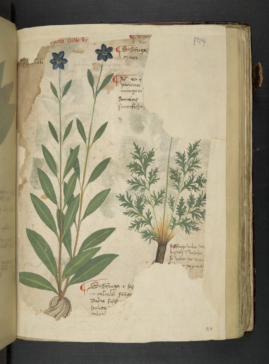 Tilføj MS 41623 f.104r Sassifraga, fra 
