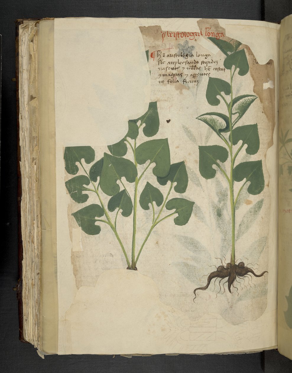 Tilføj MS 41623 f.104v Anthurium, fra 