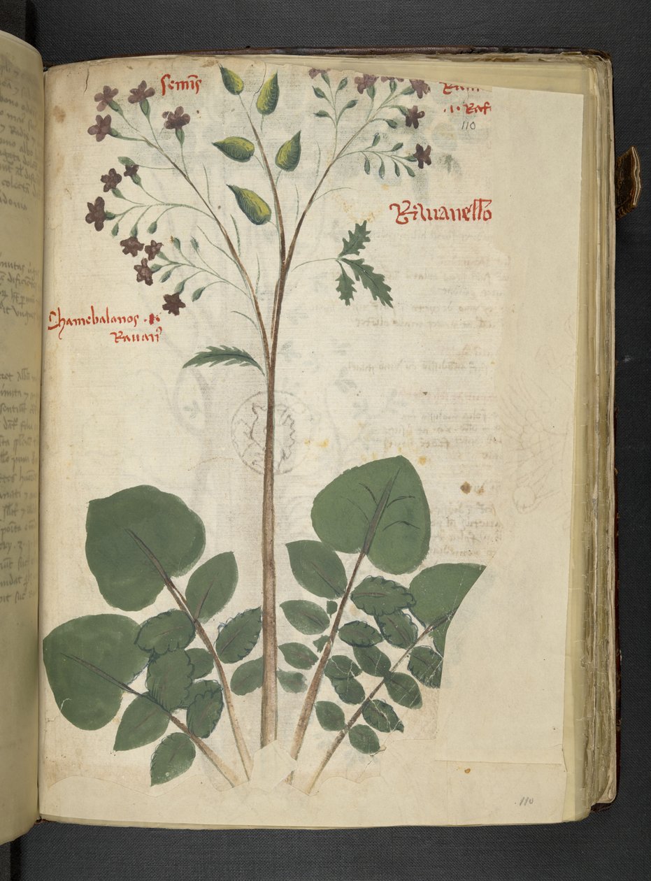 Tilføj MS 41623 f.110r 