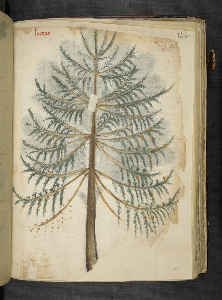 Tilføj MS 41623 f.111r 