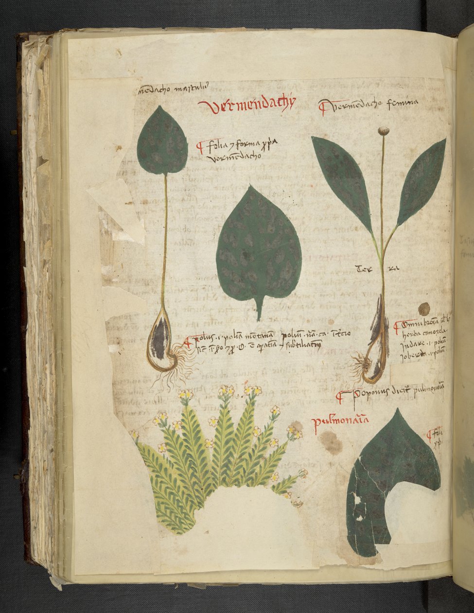 Tilføj MS 41623 f.112v Pulmonaria, fra 