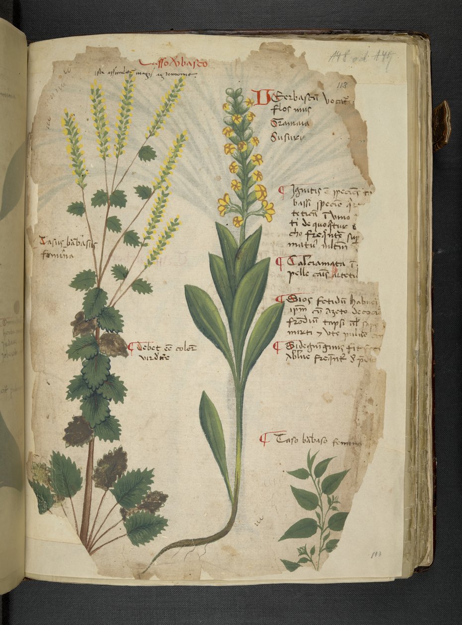 Tilføj MS 41623 f.113r 