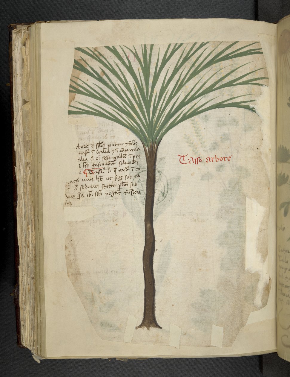 Tilføj MS 41623 f.113v Tarro Arboro, fra 