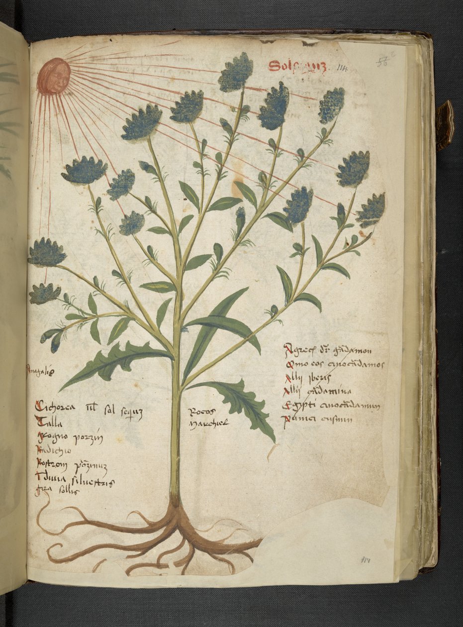 Tilføj MS 41623 f.114r 