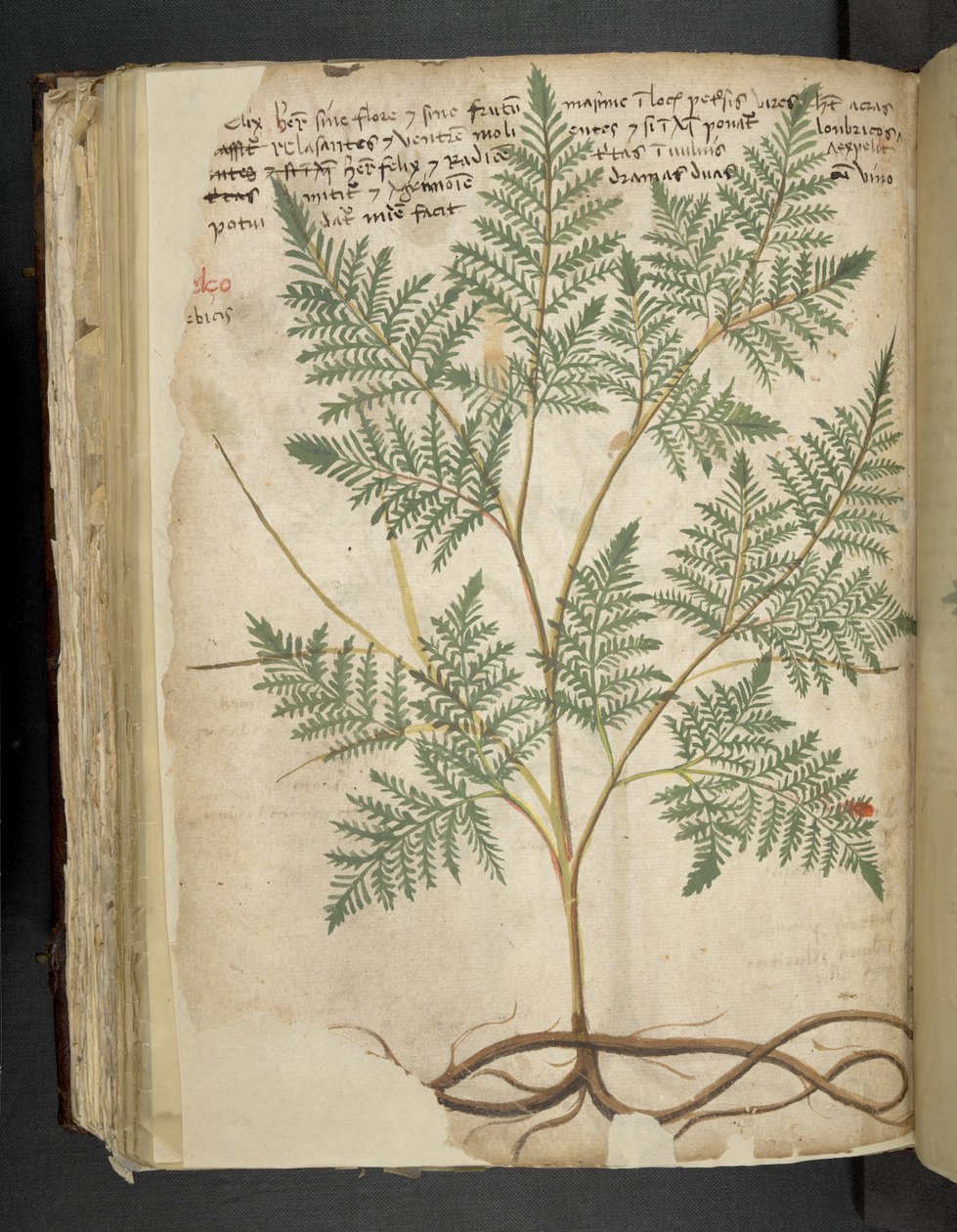 Tilføj MS 41623 f.114v 