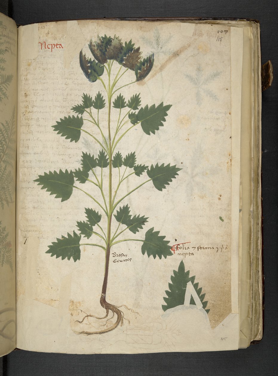Tilføj MS 41623 f.115r Nepta, fra 