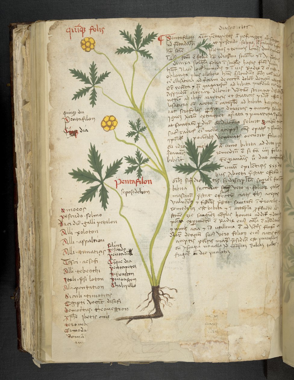 Tilføj MS 41623 f.115v Pentafilon (eller 