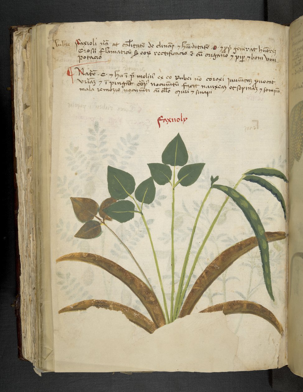 Tilføj MS 41623 f.116v 