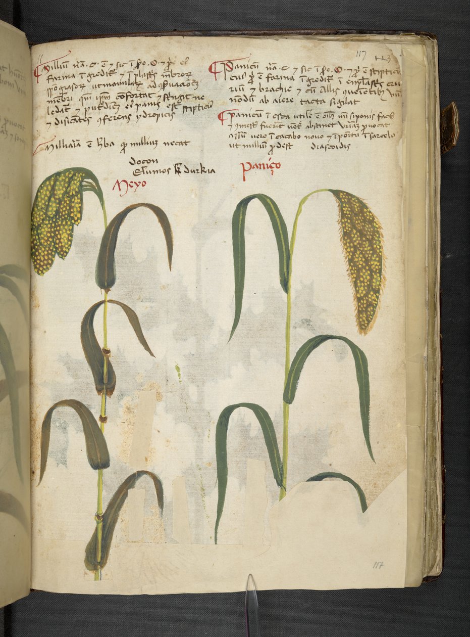 Tilføj MS 41623 f.117r 