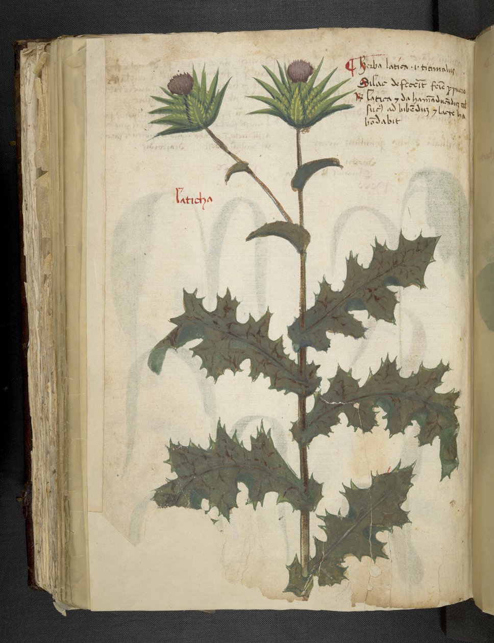 Tilføj MS 41623 f.117v Thistle 