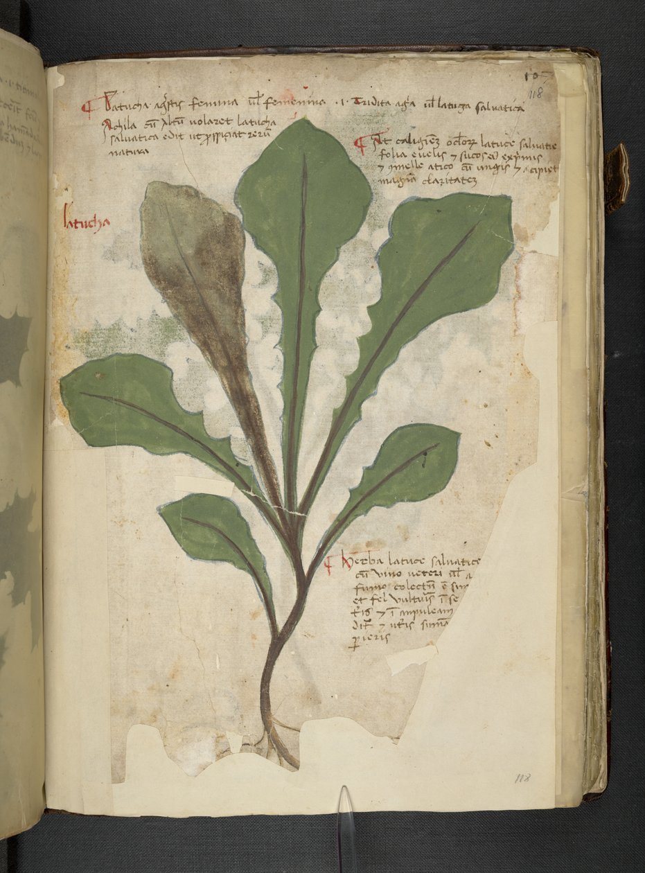 Tilføj MS 41623 f.118r 