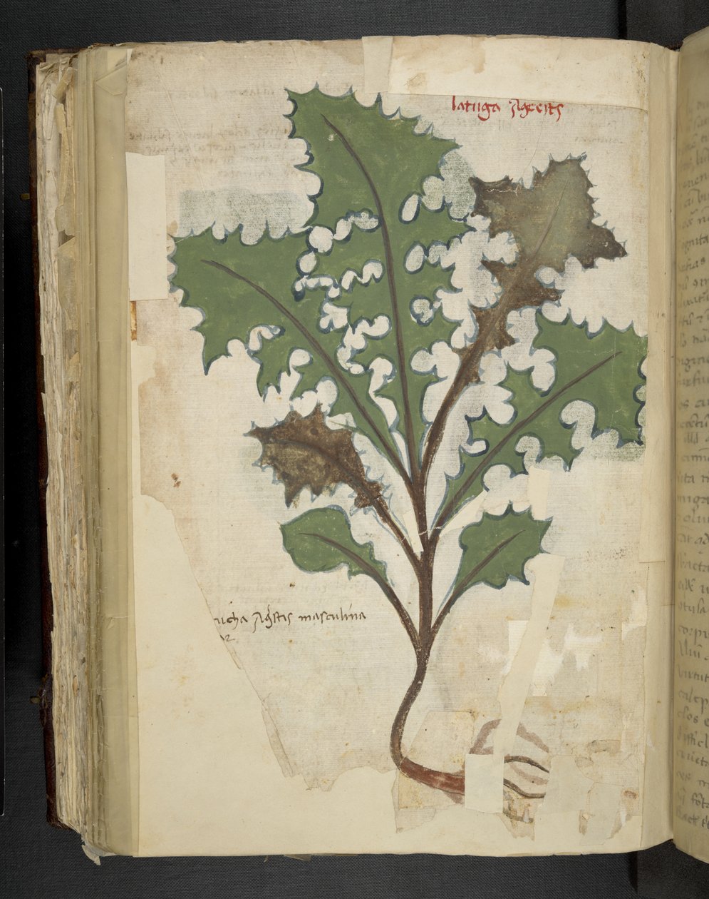 Tilføj MS 41623 f.118v Mælkebøtteblad, fra 