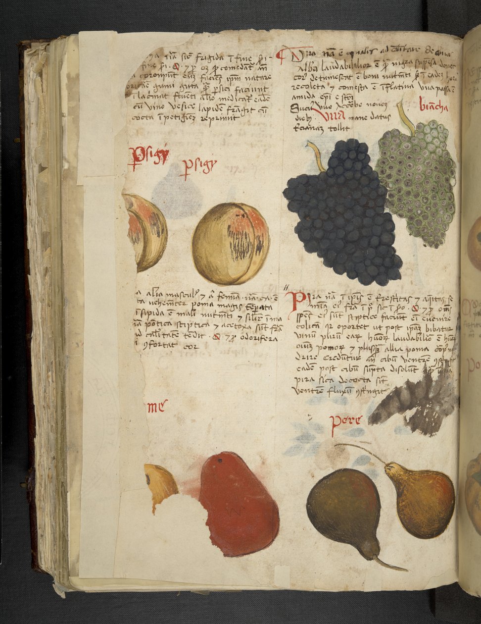 Tilføj MS 41623 f.121v Frugt, fra 