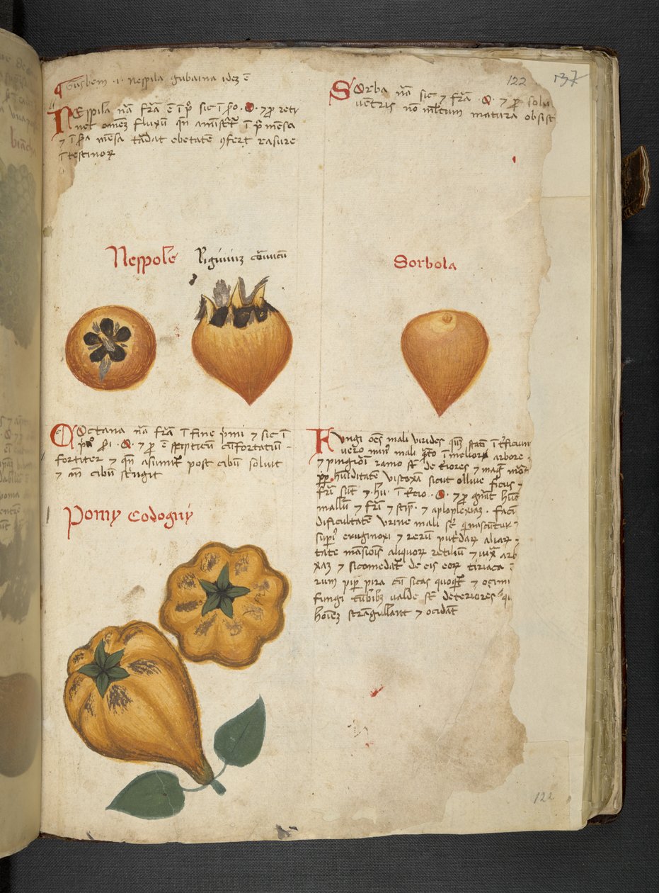Tilføj MS 41623 f.122r Pere Cotogne og Sorbo, fra 