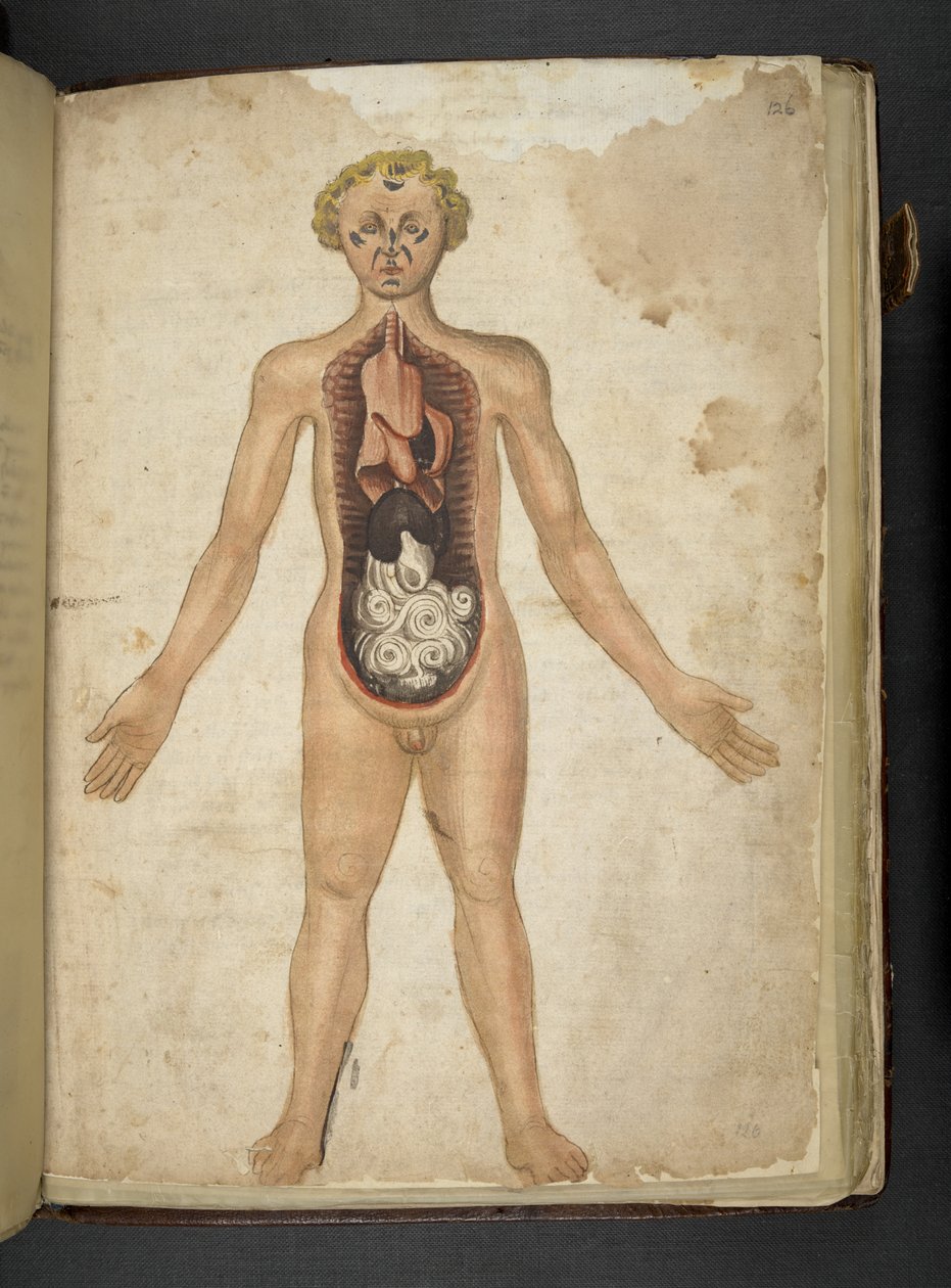 Tilføj MS 41623 f.126r Et menneskes indre organer, fra 