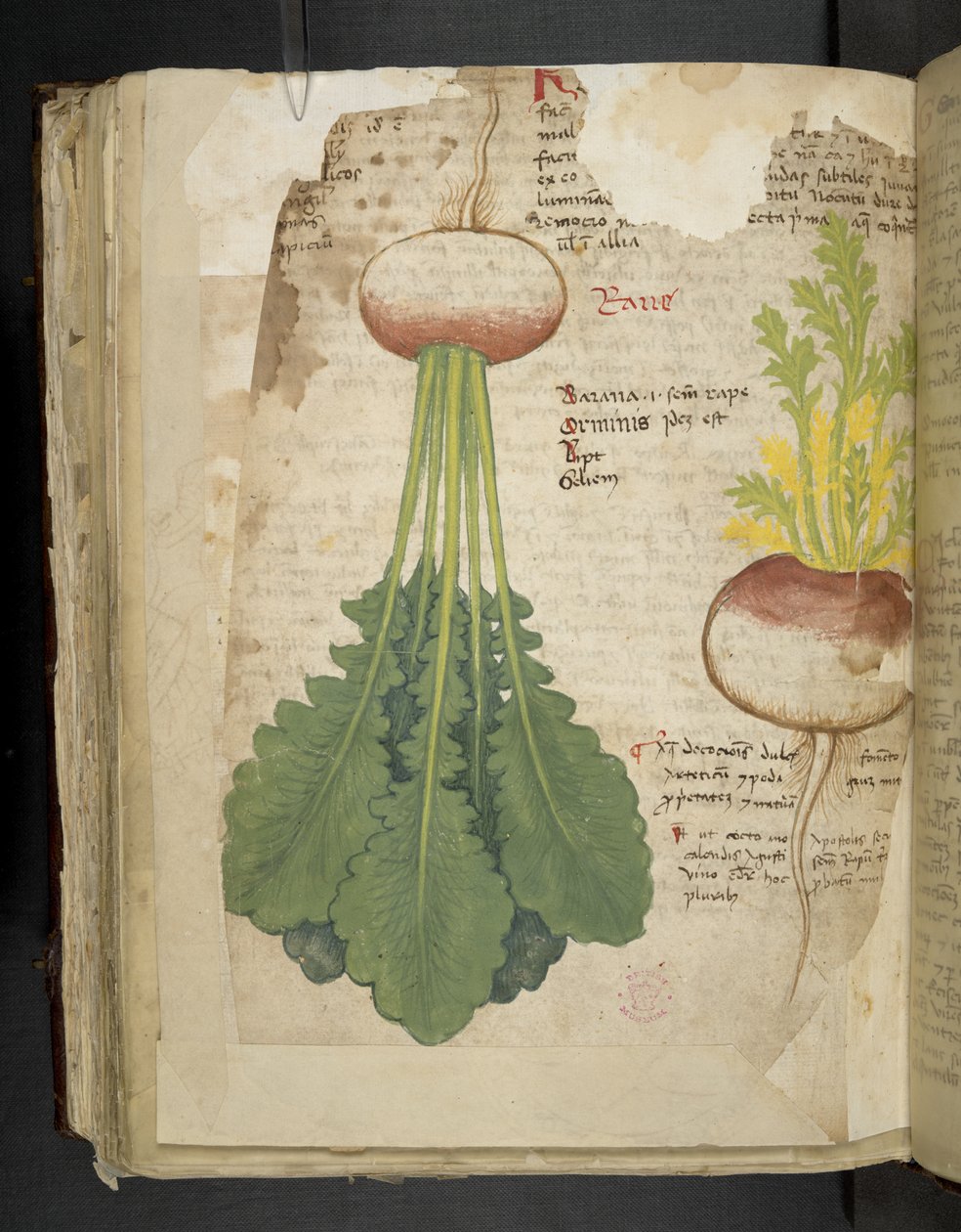 Tilføj MS 41623 f.126v 