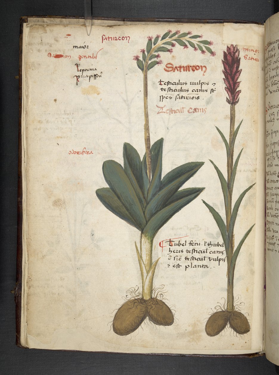 Tilføj MS 41623 f.12v A herbal, Belluno (blæk & farve på vellum) af Italian School