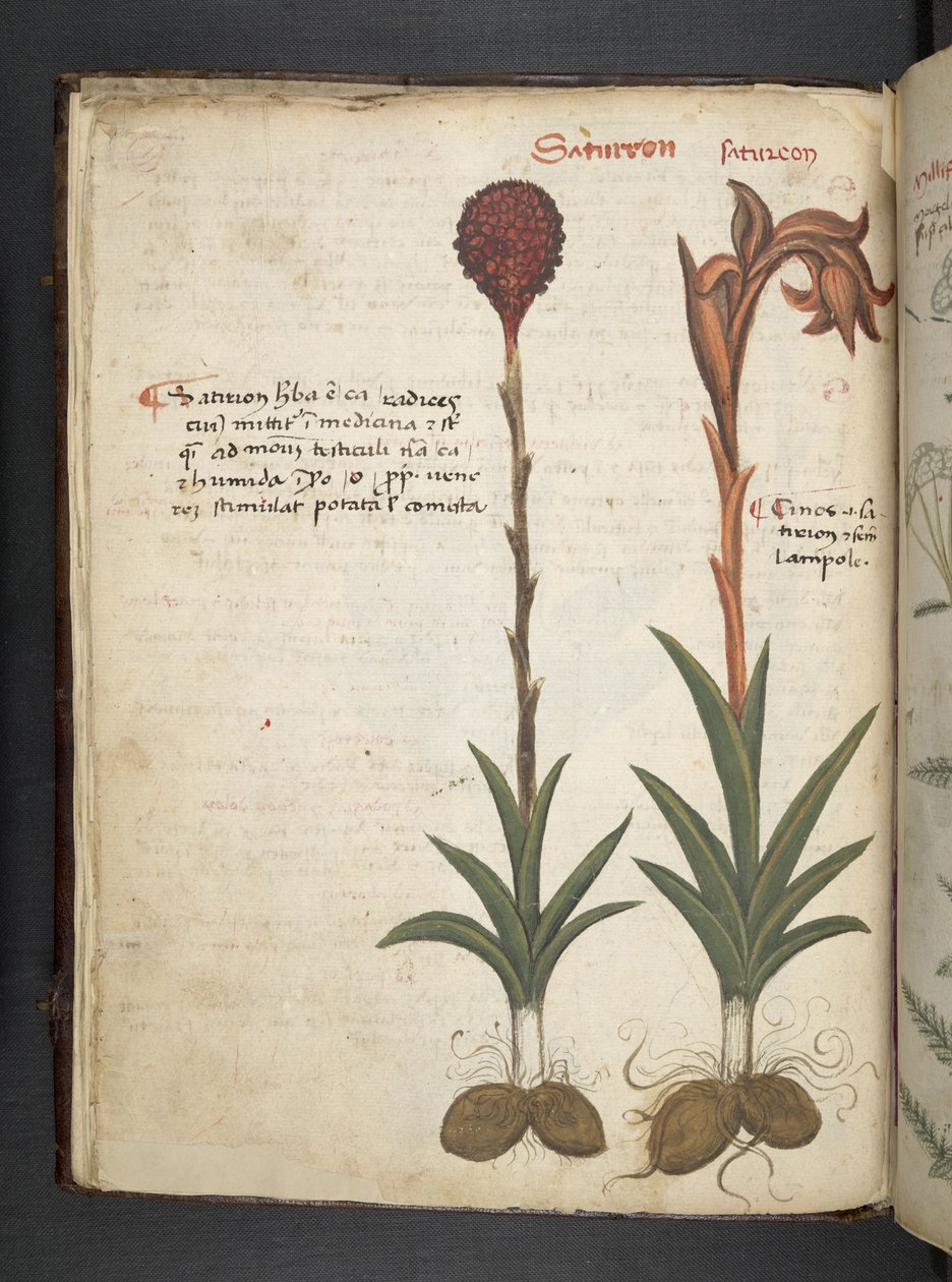 Tilføj MS 41623 f.13v A herbal, Belluno (blæk & farve på vellum) af Italian School