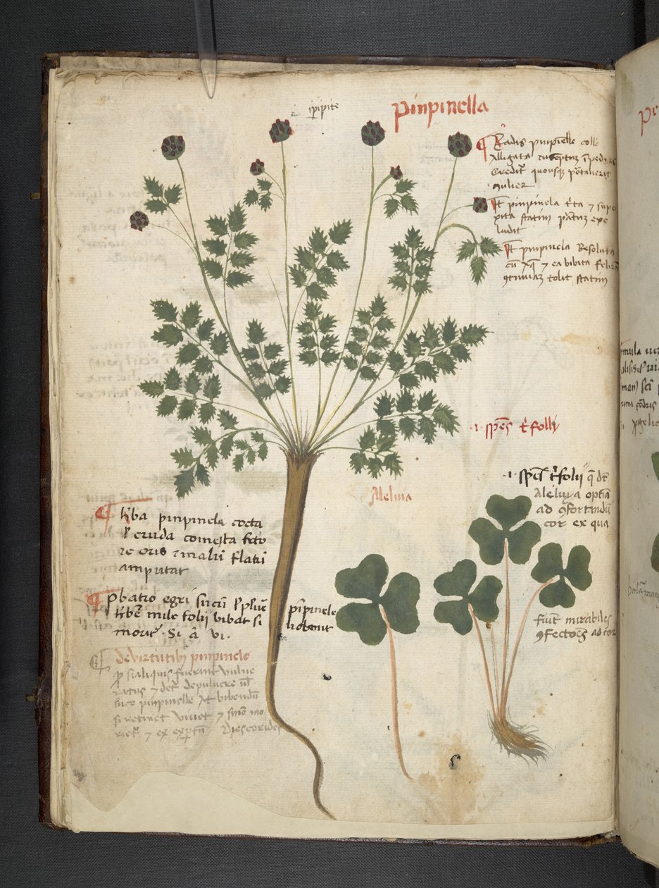 Tilføj MS 41623 f.14v A herbal, Belluno (blæk & farve på vellum) af Italian School
