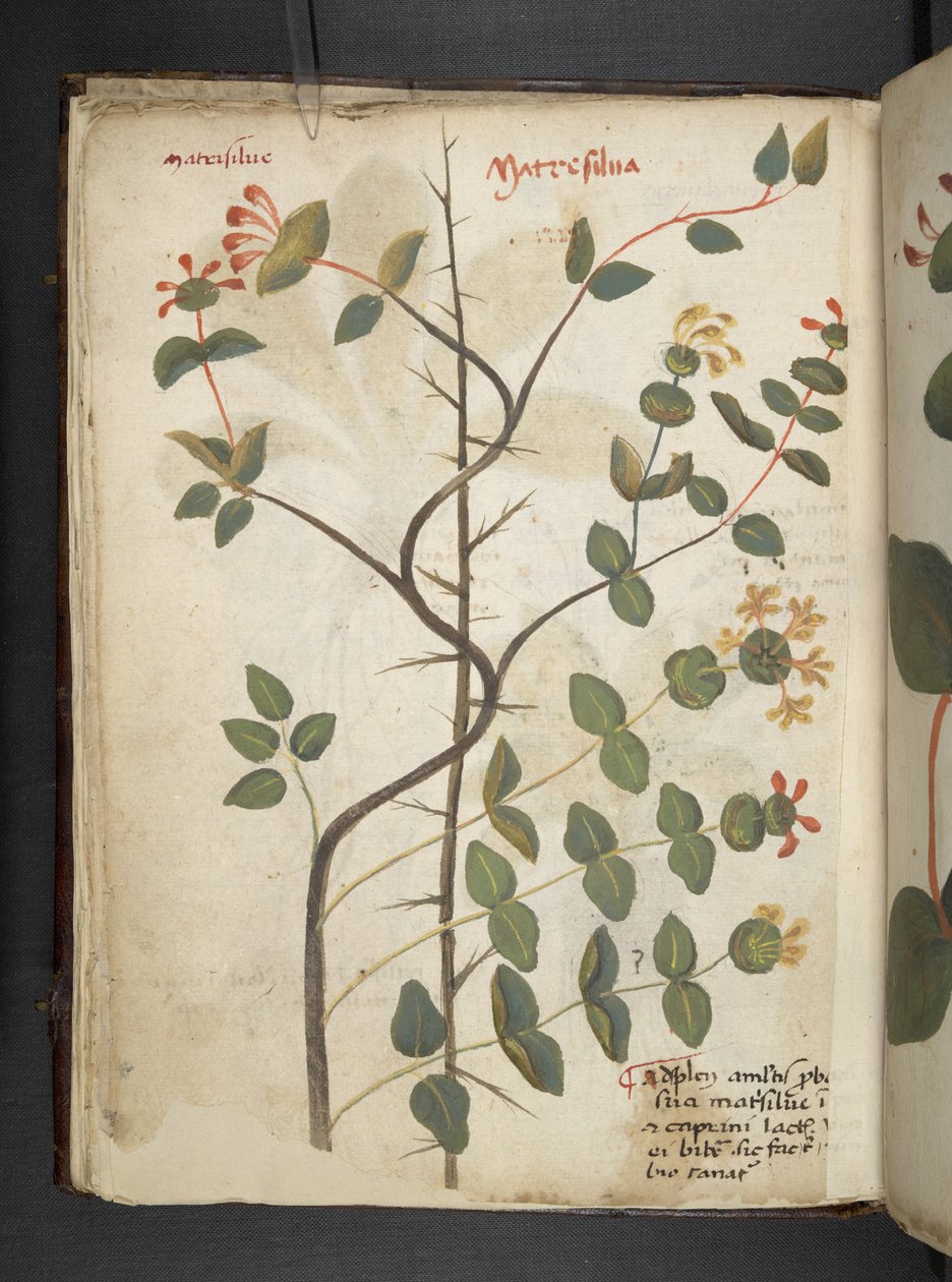 Tilføj MS 41623 f.15v A herbal, Belluno (blæk & farve på vellum) af Italian School