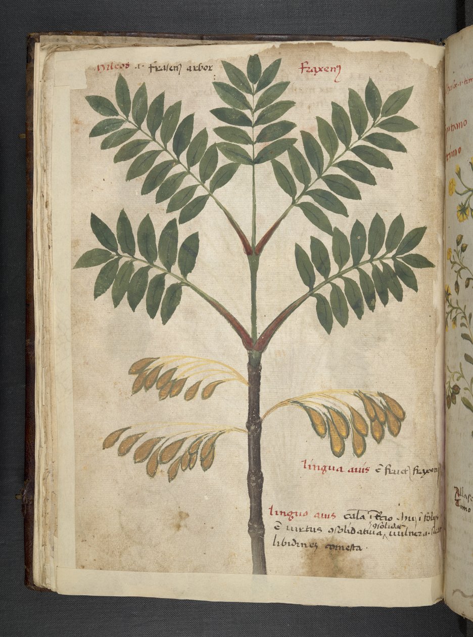 Tilføj MS 41623 f.17v A herbal, Belluno (blæk & farve på vellum) af Italian School