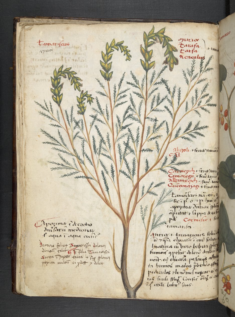 Tilføj MS 41623 f.18v A herbal, Belluno (blæk & farve på vellum) af Italian School