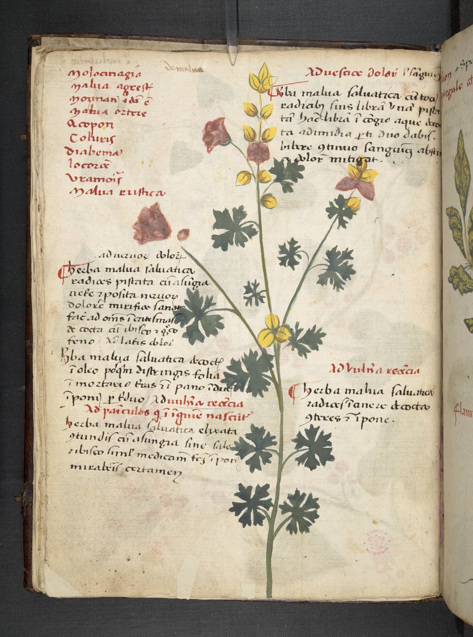 Tilføj MS 41623 f.19v A herbal, Belluno (blæk & farve på vellum) af Italian School