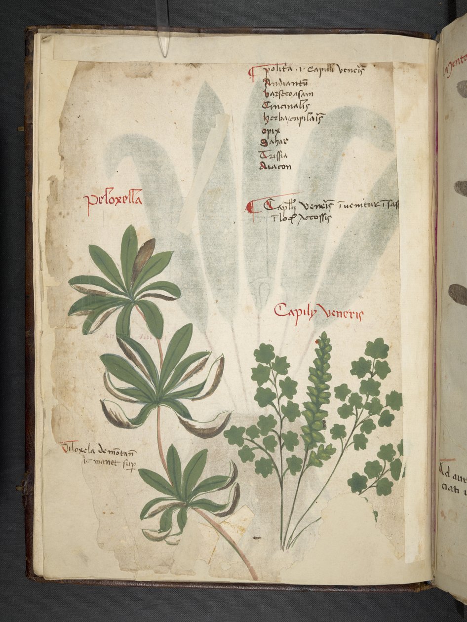 Tilføj MS 41623 f.1v A herbal, Belluno (blæk & farve på vellum) af Italian School