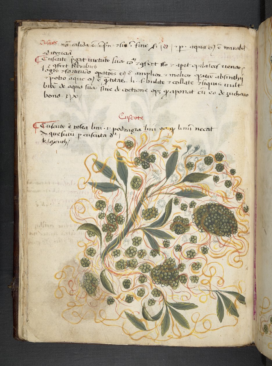 Tilføj MS 41623 f.20v A herbal, Belluno (blæk & farve på vellum) af Italian School
