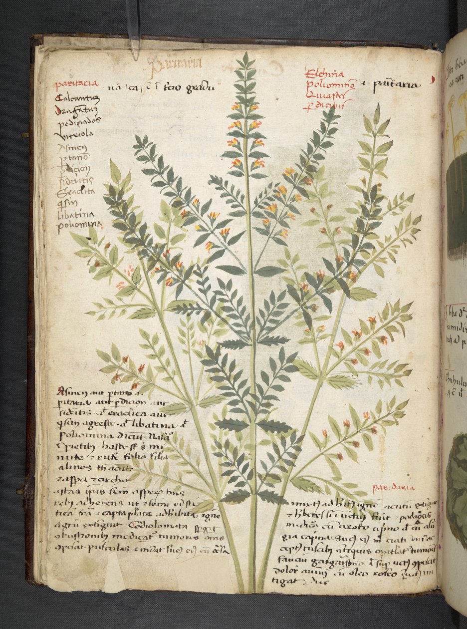 Tilføj MS 41623 f.21v A herbal, Belluno (blæk & farve på vellum) af Italian School