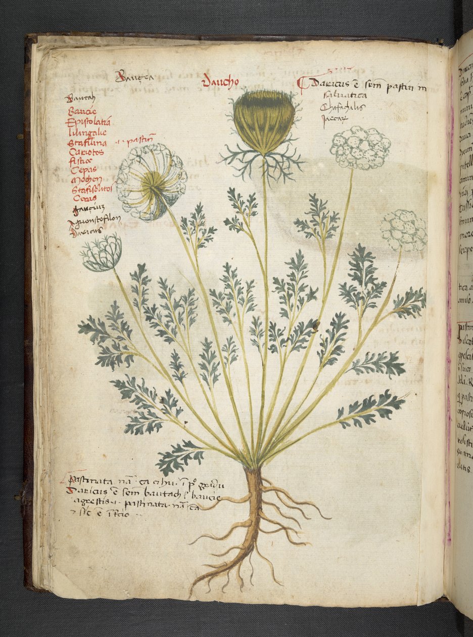 Tilføj MS 41623 f.22v A herbal, Belluno (blæk & farve på vellum) af Italian School