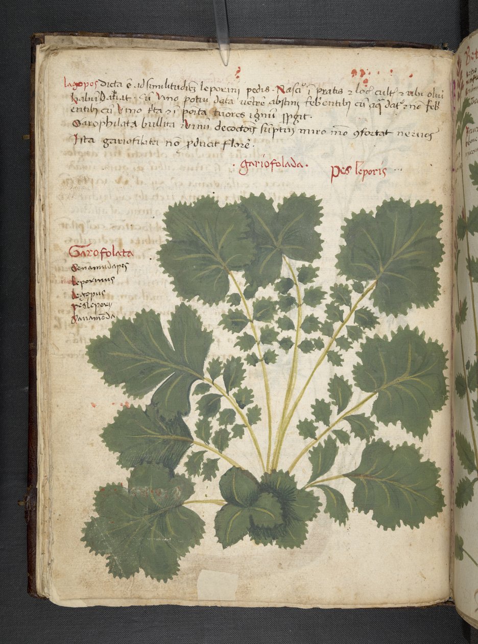 Tilføj MS 41623 f.24v A herbal, Belluno (blæk & farve på vellum) af Italian School
