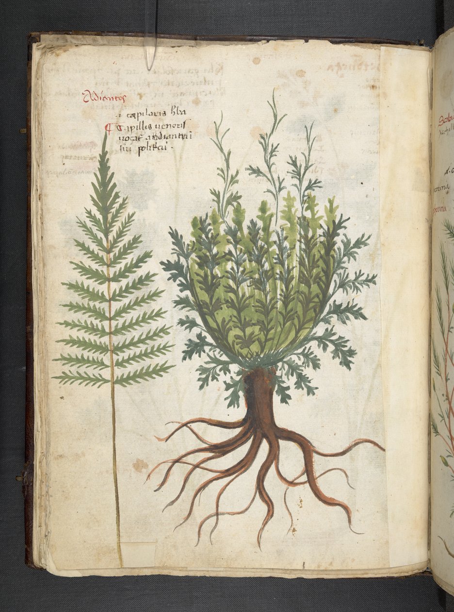 Tilføj MS 41623 f.25v A herbal, Belluno (blæk & farve på vellum) af Italian School