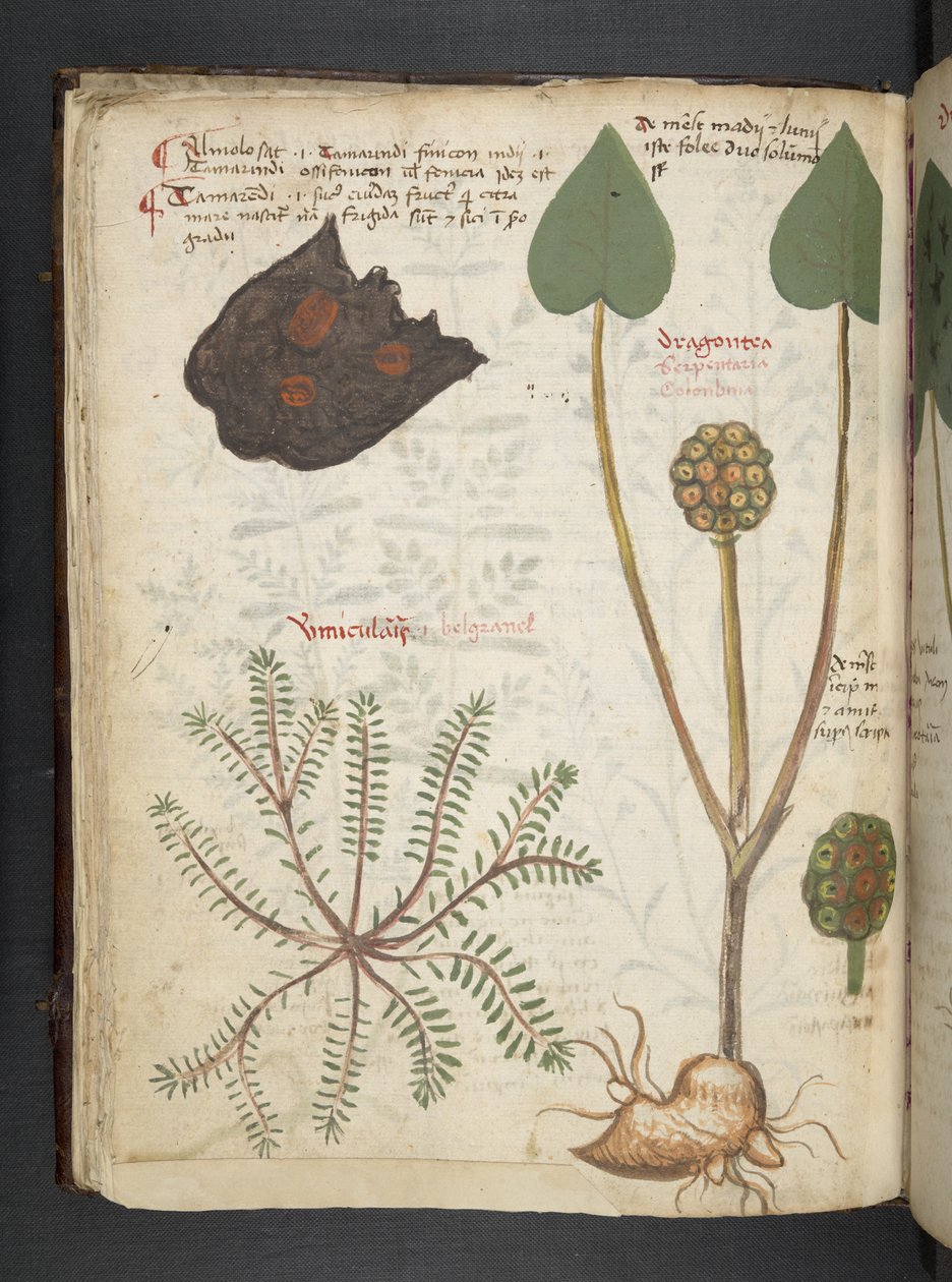 Tilføj MS 41623 f.28v 
