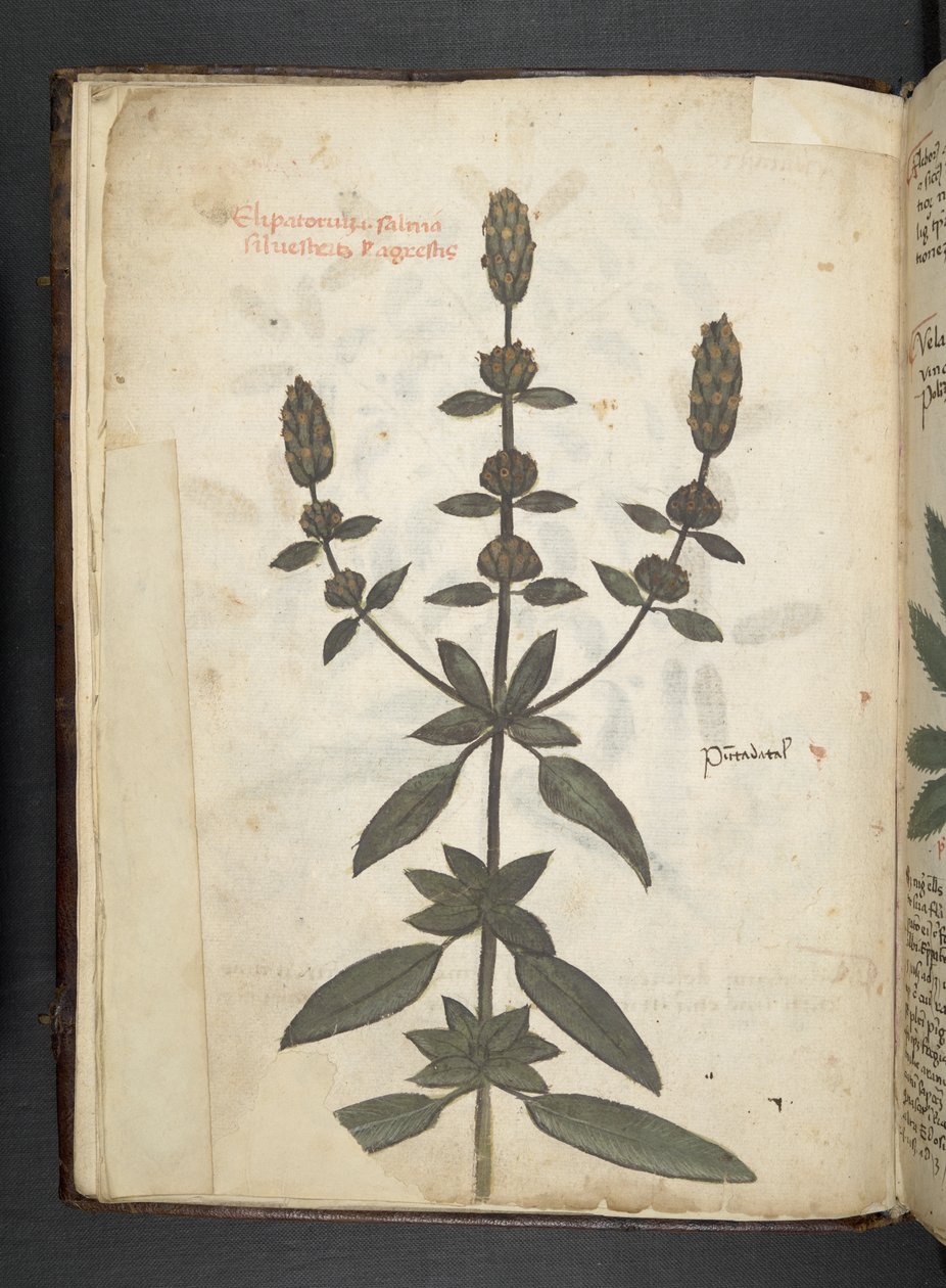 Tilføj MS 41623 f.2v A herbal, Belluno (blæk & farve på vellum) af Italian School