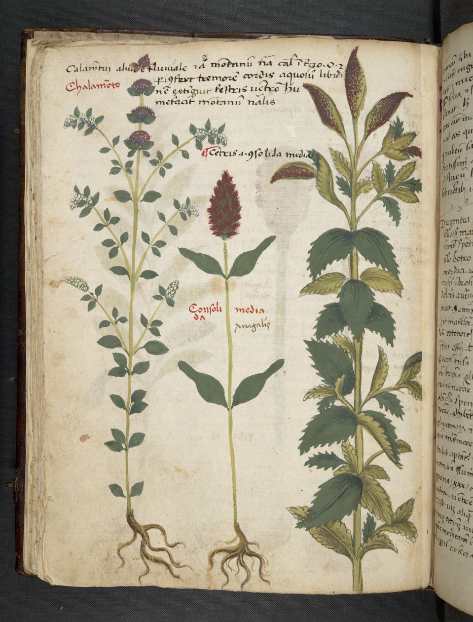 Tilføj MS 41623 f.30v 