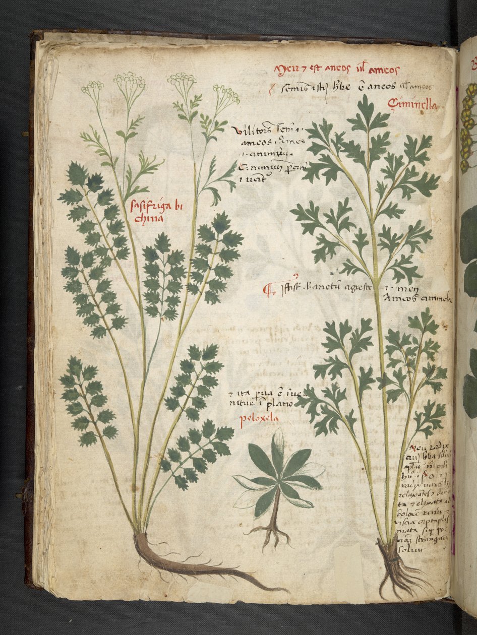 Tilføj MS 41623 f.33v 