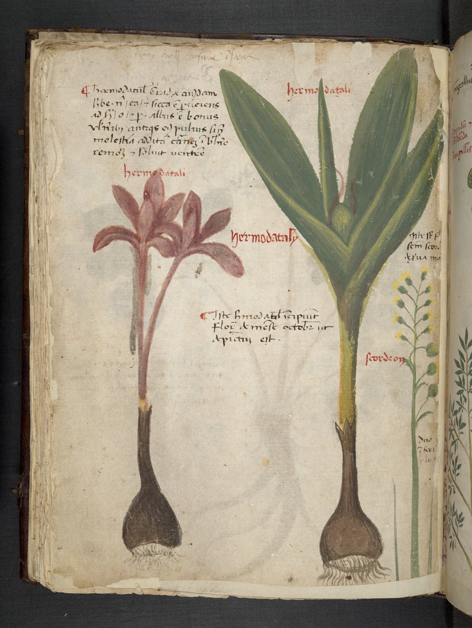 Tilføj MS 41623 f.34v 