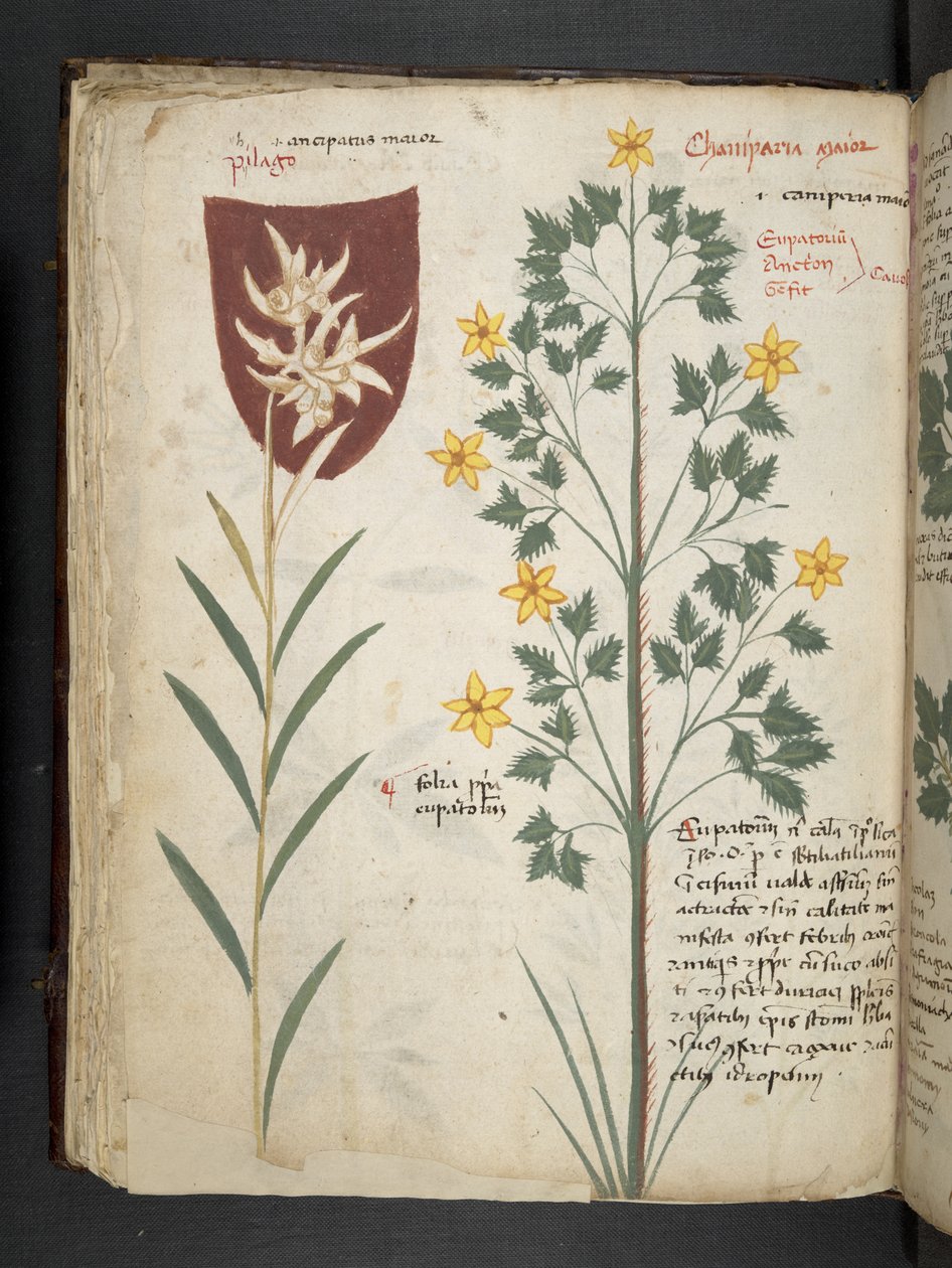 Tilføj MS 41623 f.35v 