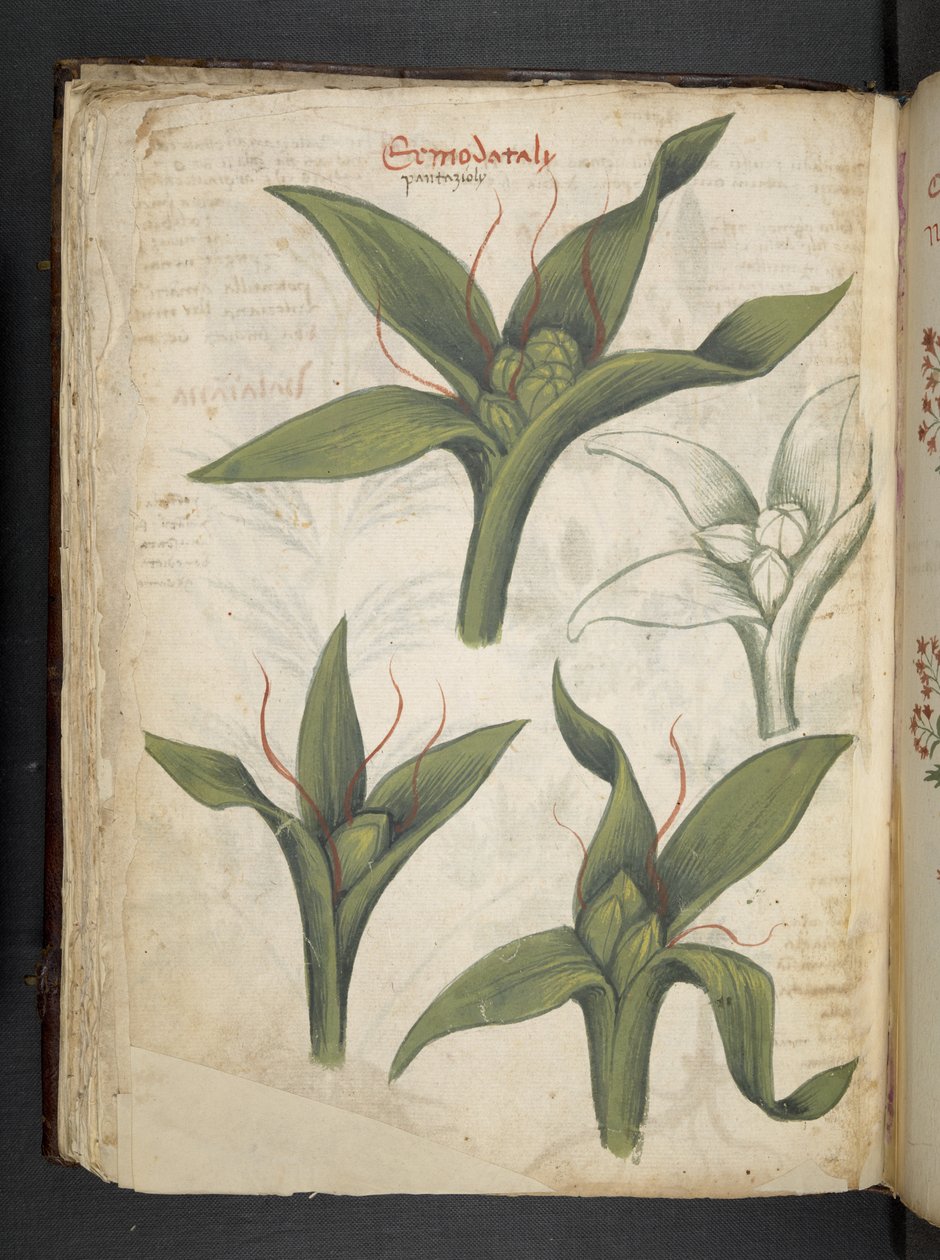 Tilføj MS 41623 f.36v 