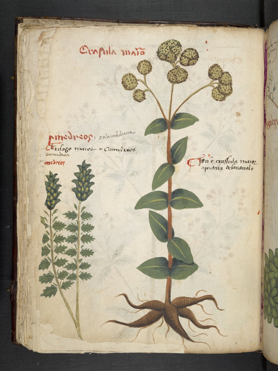 Tilføj MS 41623 f.37v 