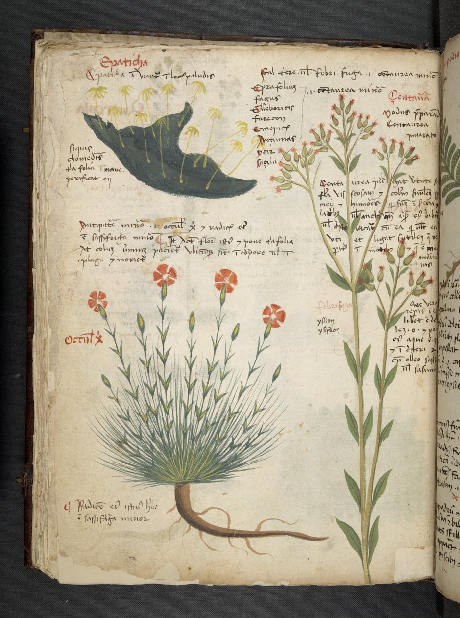 Tilføj MS 41623 f.38v 