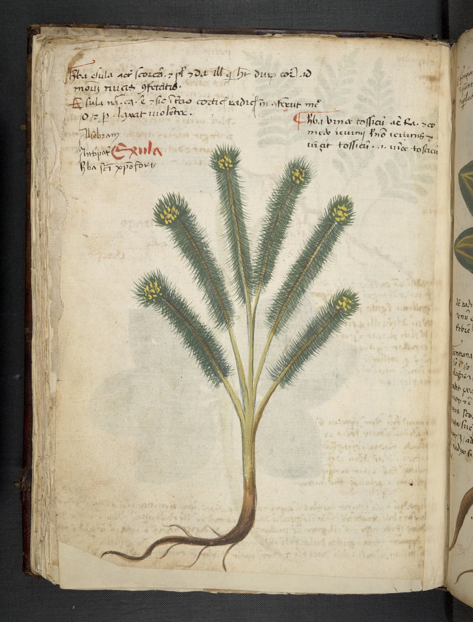 Tilføj MS 41623 f.39v 