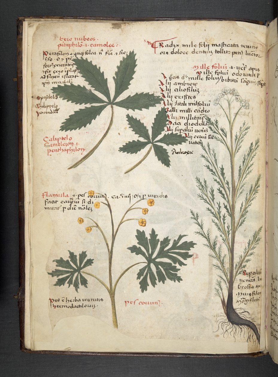 Tilføj MS 41623 f.3v A herbal, Belluno (blæk & farve på vellum) af Italian School