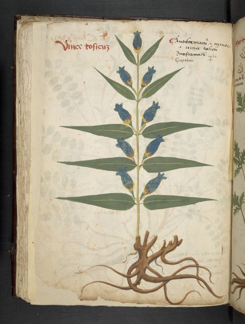 Tilføj MS 41623 f.41v 