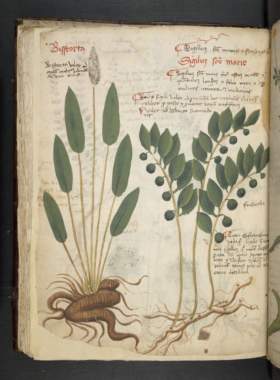 Tilføj MS 41623 f.42v 