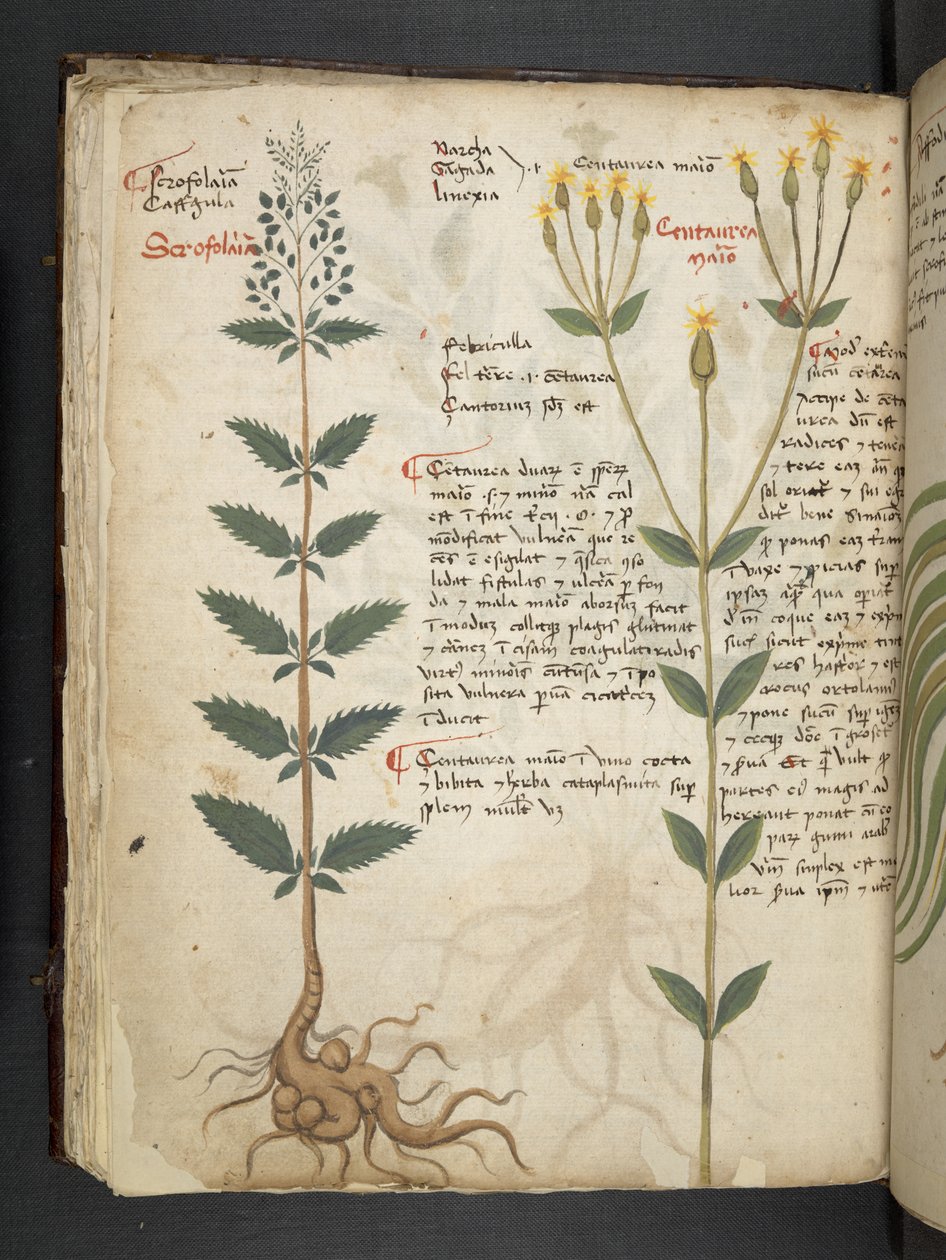 Tilføj MS 41623 f.48v 