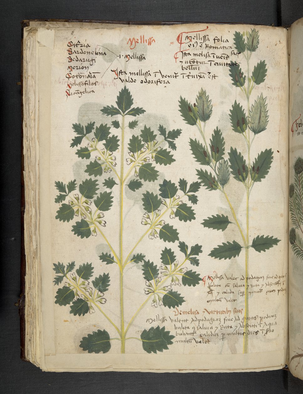 Tilføj MS 41623 f.52v 