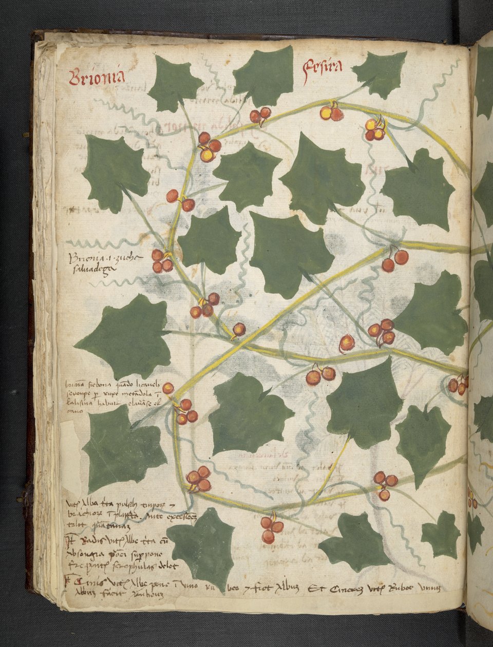 Tilføj MS 41623 f.53v 