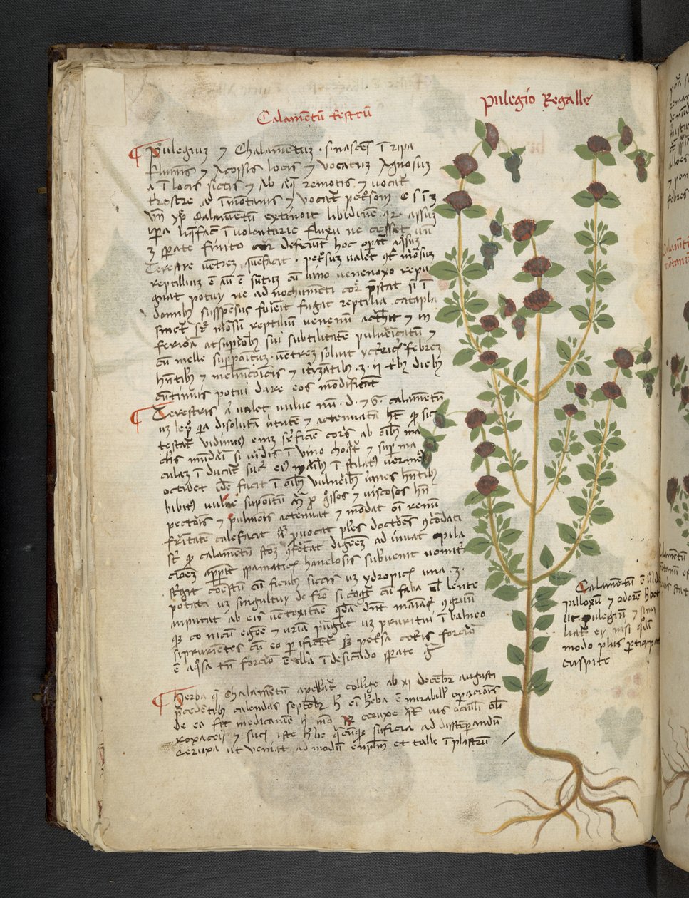Tilføj MS 41623 f.54v 
